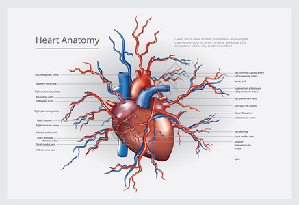 心脏解剖矢量图图片