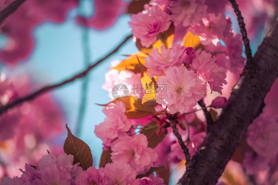 粉红色开花樱的近图片复制空间图片