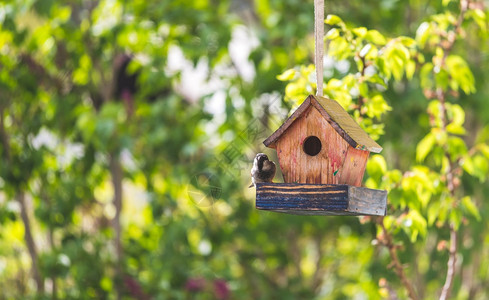 紧的木鸟屋挂在自己的花园里夏天图片