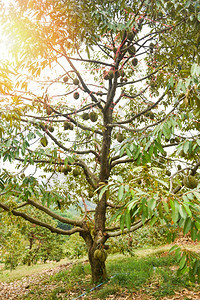 花园果热带夏季树枝上挂着的Durian树图片