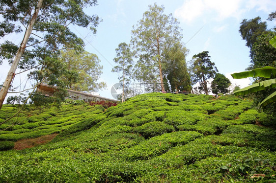 马来西亚卡梅伦高地茶叶种植园图片