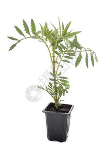 圣徒花的根非洲紫罗兰的根高清图片下载 正版图片 摄图网