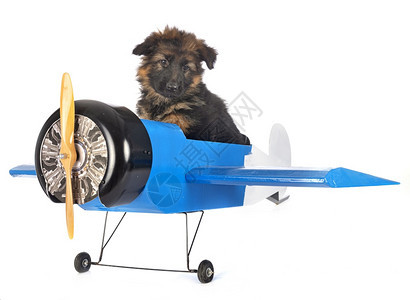 蓝色飞机上坐着一只小狗图片