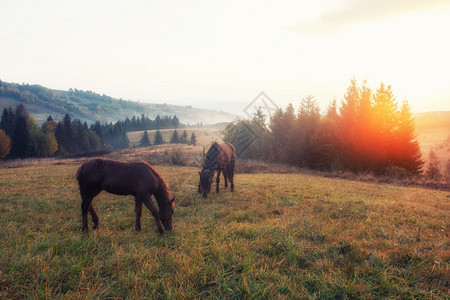 秋天乡村草地上吃草的马匹图片