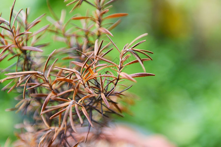 用于提取基本油红玫瑰植物草药的干枯玫瑰死天然绿色本底图片