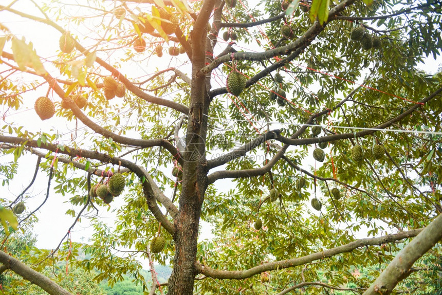 花园果热带夏季树枝上挂着的Durian树图片