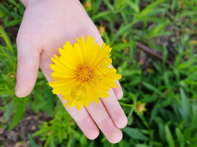 child手握黄色花朵图片