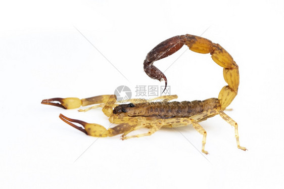 白色背景的棕蝎子图像昆虫动物图片