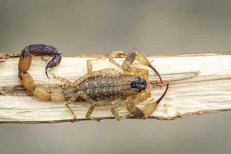 棕色干树枝上的蝎子昆虫动物背景图片