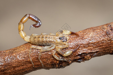 棕色干树枝上的蝎子昆虫动物背景图片