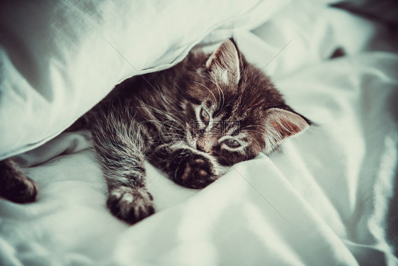 小可爱猫从毛毯下面看出来室内图片