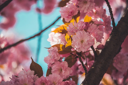 鱼尾纹图片图片