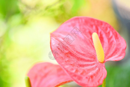 花朵在园尾粉图片