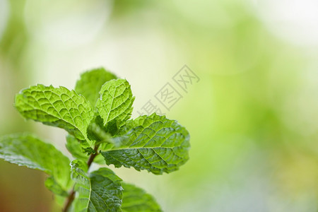 花园自然中的聚粉叶绿色背景新鲜薄荷叶草药或蔬菜食品图片