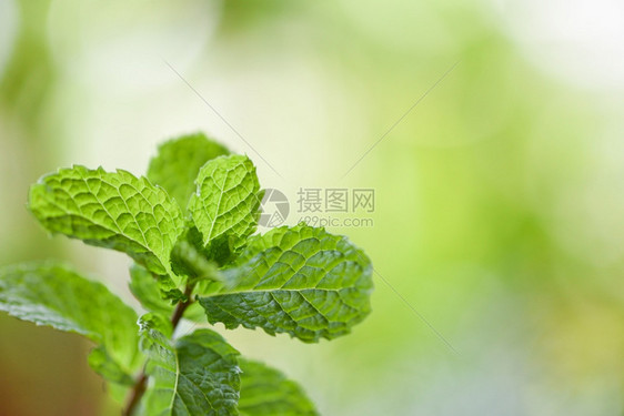 花园自然中的聚粉叶绿色背景新鲜薄荷叶草药或蔬菜食品图片