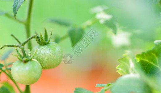 植物农业有机的绿番茄花园里种植阳光新鲜的绿色淡西红柿图片