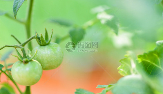 植物农业有机的绿番茄花园里种植阳光新鲜的绿色淡西红柿图片