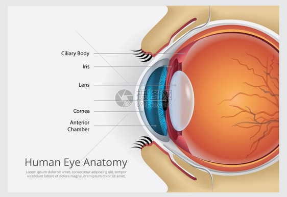 人类眼球解剖说哦名图片