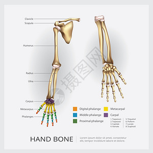 和手动骨矢量插图图片