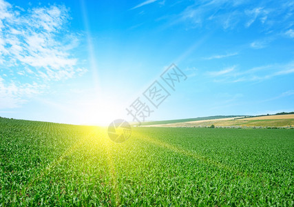 绿玉米田的明亮日落图片