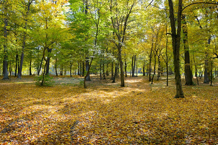 明亮的秋天公园落下黄色的干叶图片
