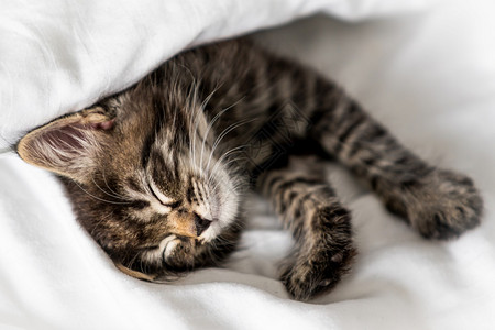 睡在毯子上的小可爱猫图片