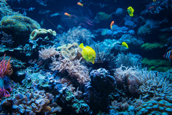 珊瑚礁和鱼水下照片世界景象图片