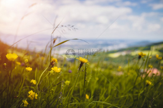 春天的高山花多彩图片