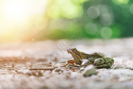 在森林的石地板上紧贴青蛙的图片
