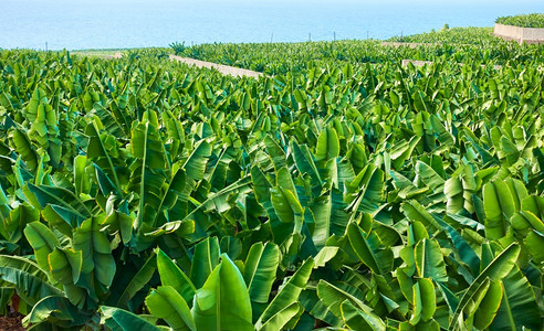 加那利群岛特内里费海附近的香蕉种植园图片