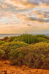加那利群岛特内里菲以南日落时加那利群岛Tenerife以南大西洋附近有灌木和仙人掌的景观图片