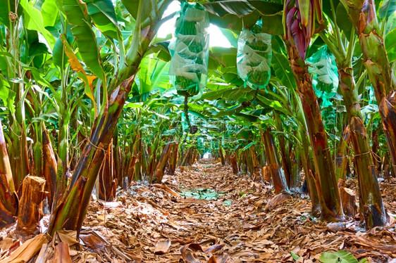 香蕉种植园香蕉林图片