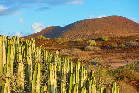 Tenerife岛以南地方辅助植物TheCanaries植物加那利岛的渗漏Euporbiacanarienses图片