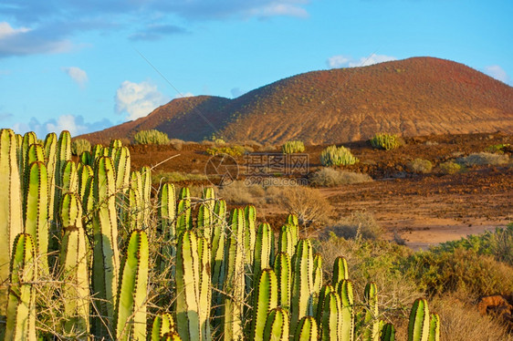 Tenerife岛以南地方辅助植物TheCanaries植物加那利岛的渗漏Euporbiacanarienses图片