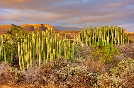 日落时特内里费以南有植物的沙漠地区TheCanaries植物加那利岛的喷口Euphorbiacanarienses日落时风景图片