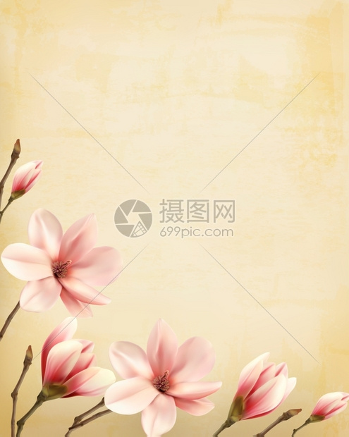 鲜花背景与粉红色木兰花交界矢量图片
