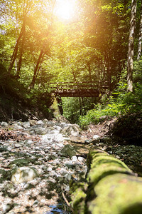 森林中的小山河图片