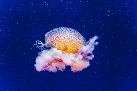 海洋生物美杜索佐亚水母与果冻一样的身体和钟形图片