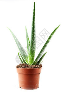 Aloevera是白底皮植物的一种稀释为农业和药用途而种植图片