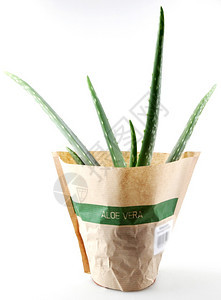 Aloevera是白底皮植物的一种稀释为农业和药用途而种植图片