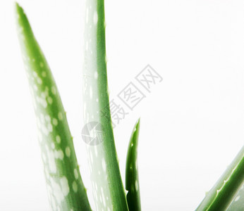 Aloevera是白底皮植物的一种稀释为农业和药用途而种植图片