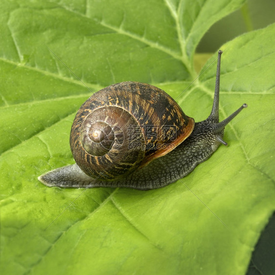 单地蜗牛在绿叶上滑动图片