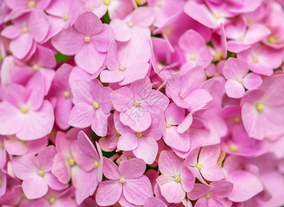 粉色Hydranga背景霍滕西亚花朵表面图片