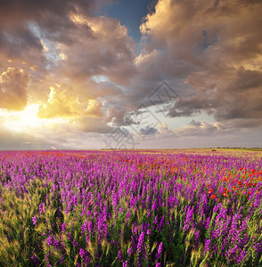 草原上的春紫罗兰花朵美丽的自然景观图片
