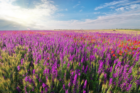 草原上的春紫罗兰花朵美丽的自然景观图片