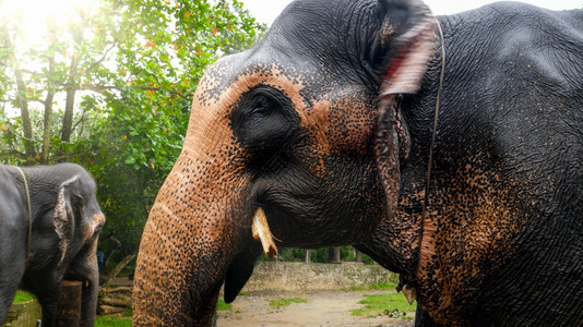 在斯里兰卡公园吃甜棕榈枝的印度大象图片