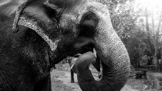 公园食糖甘蔗的印度大象黑白照片公园食糖甘蔗的印度大象黑白肖像图片