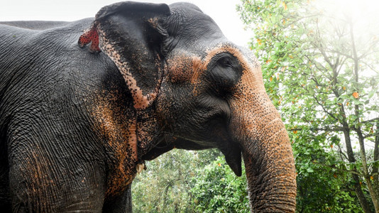在斯里兰卡热带雨林丛中站立的印度大象肖像在斯里兰卡热带雨林丛中站立的成年印度大象肖像图片