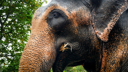 成年印度大象在丛林森中吃树枝和野生动物叶的近距离图像图片
