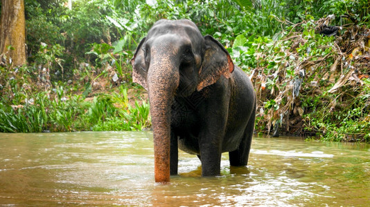 在斯里兰卡热带丛林森中渡过小河的印度大象在斯里兰卡热带丛林森中渡过小河的成年印度大象图片